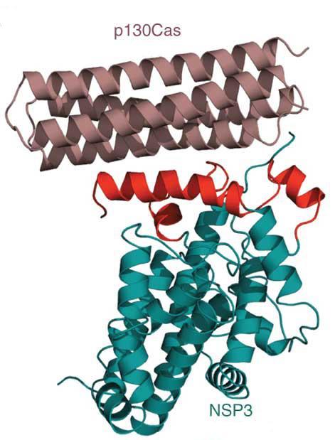 1.2.5. CCH doména Na úplném C-konci proteinu CAS se nachází CCH doména (CAS family C-terminal homology).