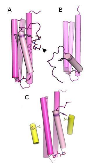 P 944 APP motiv, který spojuje helixy H1 a H2 a je nutný pro vyklopení H1 od zbytku struktury (Arold et al., 2002; Kadare et al., 2015).