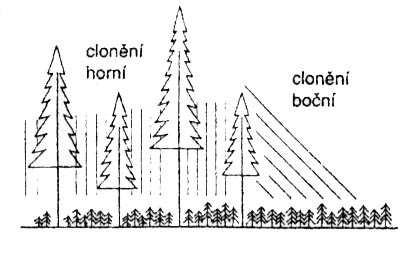 Členění obnov lesních porostů a související pojmy podle polohy nového porostu