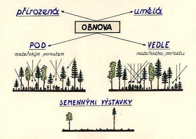 účastí stromů mateřského (původního) porostu obnova clonná vedle porostu nový porost