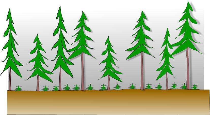 Členění obnov lesních porostů a