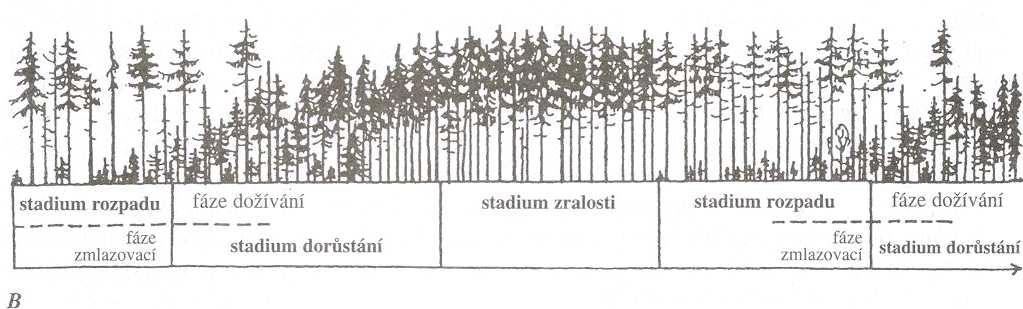 Obnova v lese přírodním Základní vývojová stadia