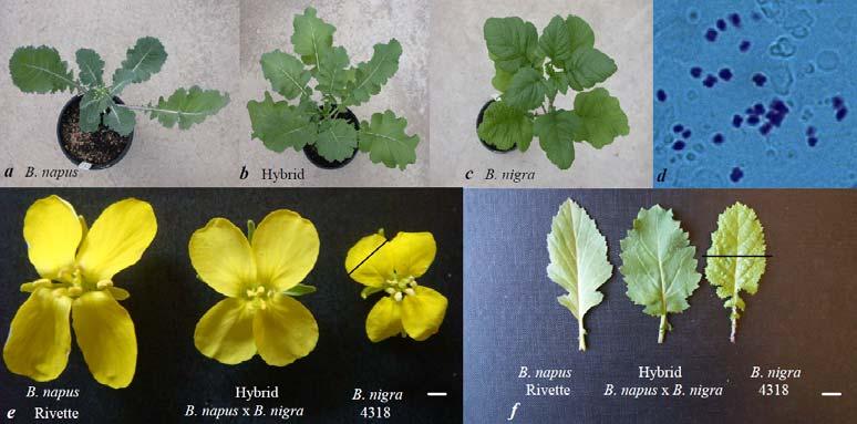 Genetický výzkum: hexaploidní řepka Producing inter-specific hybrids between Brassica juncea (L.) Czern & Coss and B. oleracea (L.