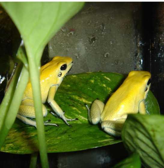 Obr.3. Phyllobates terribilis STOPKA, J. 6.3.2007.