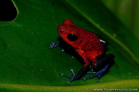 cz/taxonomy/phyllobates+terribilis/6852. Obr.4.