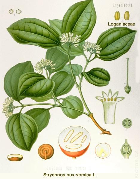 org/wiki/soubor:strychnos_toxifera_by_koehler_1887.jpg. Obr.