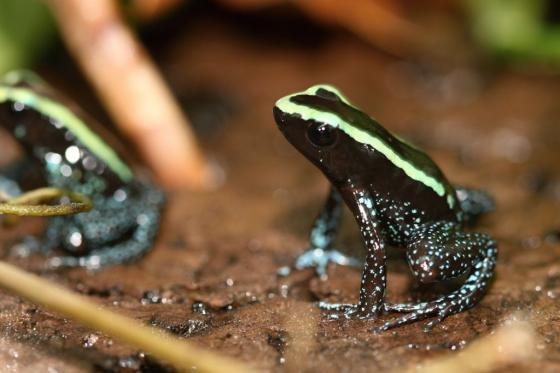 Obr.1. Phyllobates aurotaenia HOŠEK, J. 12.11.2009.