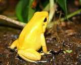 Obr.2. Phyllobates terribilis STĚNIČKA, J. 21.7.2006.