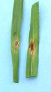 Vřetenovitá hnědá skvrnitost ječmene (Foto Matušinský) Houby rodu Fusarium (Fusarium spp.) patří mezi tzv. fakultativní (příležitostné) patogeny.