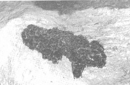 Obr. 1. Shluk 89 jedinců netopýra černé ho (Barbastella barbastellus) (foto M. Jóž a). netopýrů (max.