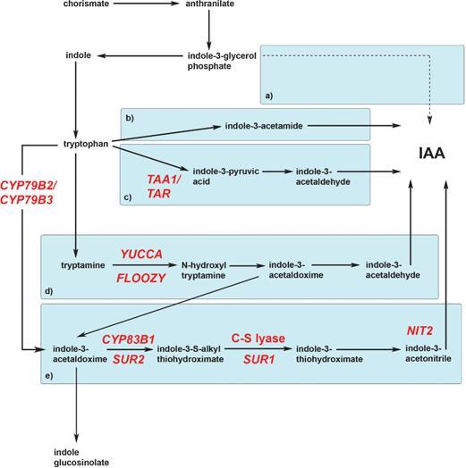 - 10 - auxinu (IAA-Ala, IAA-Leu), jiné předurčují auxin k degradaci (IAA-Asp, IAA-Glu).
