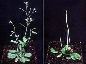 - 13-2.2.3 Rodina transportérů PIN Název PIN je odvozen od pin-formed fenotypu květenství v mutantu Arabidopsis thaliana, který postrádá transportér PIN1 (obr. 4).