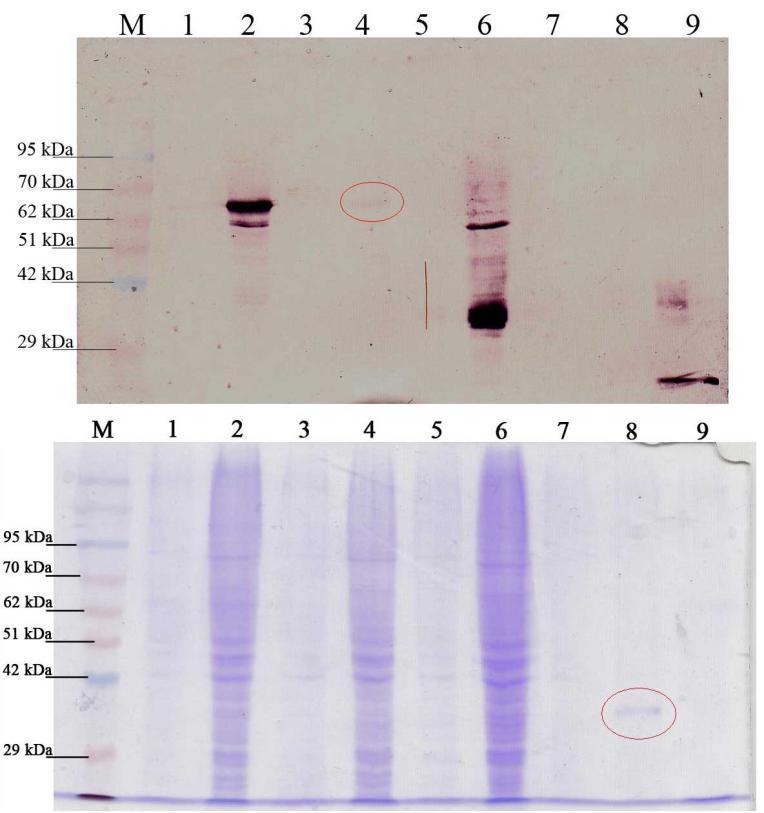- 43-6.4 Purifikace proteinu Byla provedena izolace proteinu PIN1a (5.4-5.4.1) z buněčné membrány buněk linie HEK293T a purifikace proteinu PIN1b z cytosolu buněk linie HEK293T (5.4.2).