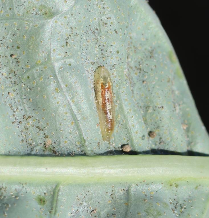 Larva a kukla pestřenky