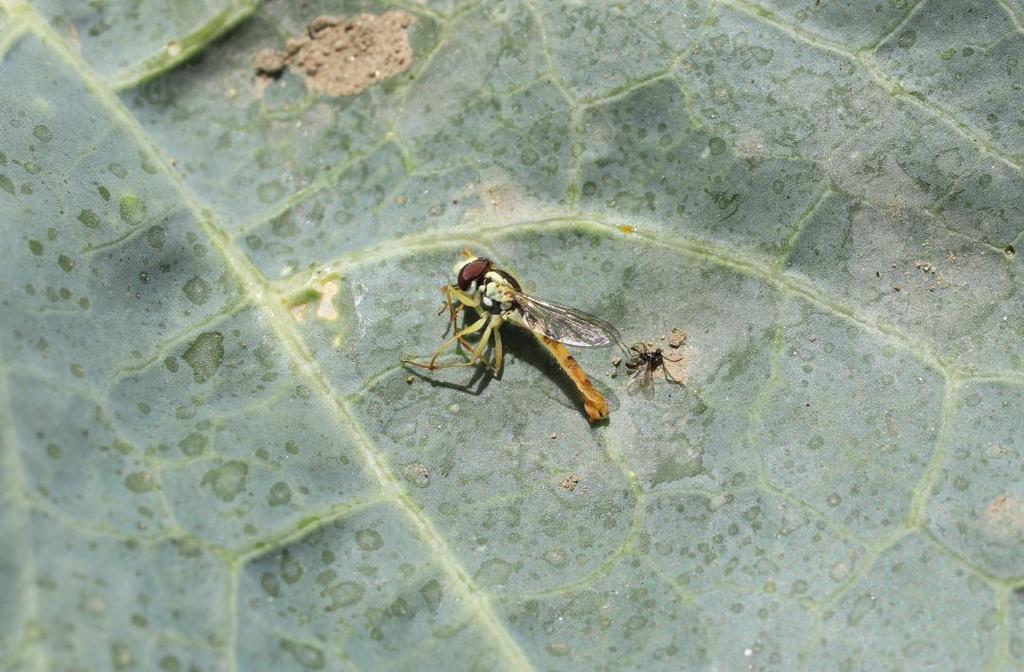 pestřenka a mšicomar na