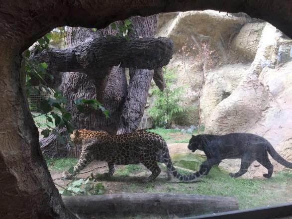 prvním kamínkem do pozdější mozaiky rozšíření Zoo Plasy na novém pozemku, který jsme zakoupili. Plány máme nemalé, ale o nich si povíme na jiném místě.