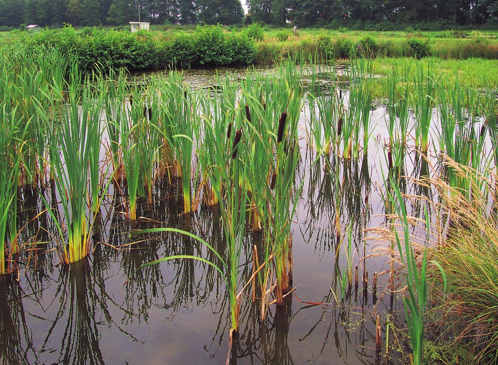 Dominantní druhy: Lemna minor, Typha latifolia Formální definice: Typha latifolia pokr. > 25 % Struktura a druhové složení.