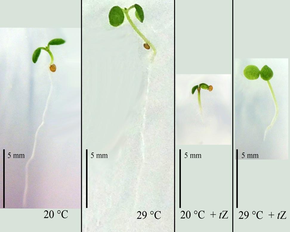 Obr. 5: Fenotyp klíčních rostlin Arabidopsis thaliana kultivovaných při 20 C, 29 C a na médiu s tz Mezi další účinky cytokininů patří regulace buněčného dělení, oddalování senescence, inhibice růstu