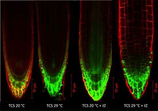 Obr. 6: Fotografie kořenových špiček transgenní linie Arabidopsis thaliana TCSn::GFP kultivovaných při 20 C, 29 C a na médiu s tz Již okometricky bylo zpozorováno, že vyšší intenzitu fluorescence