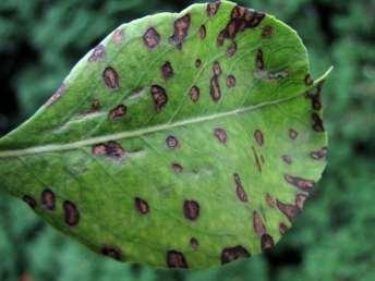Entomosporium maculatum) vrchní a spodní strana listu Ochrana: