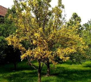 ), odstraňovat ložiska na jalovcích (před květem), překrývání jalovců netkanou