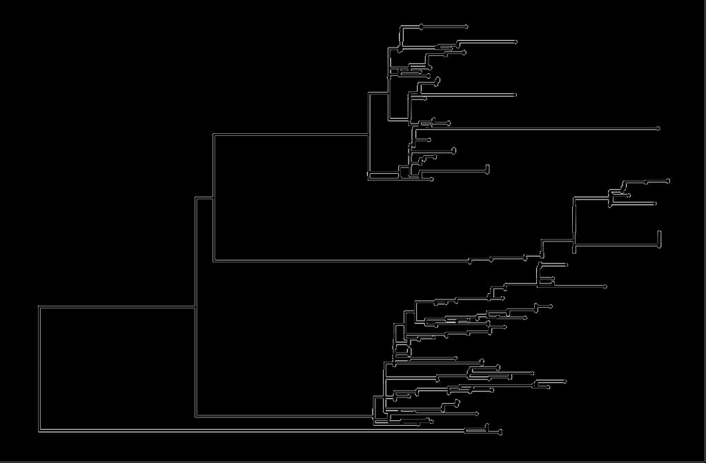 Versicolores mptp A. tennesseensis A. pulaauensis A. cvjetkovicii A. creber A. jensenii A. sydowii A. creber A. venenatus A. sydowii A. protuberus A.