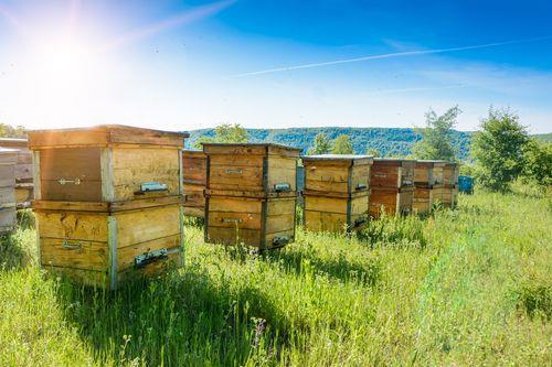 Včelnice je místo, kde jsou volně rozestaveny úly na paletách. Na jedné paletě jsou umístěny 3 až 4 úly.