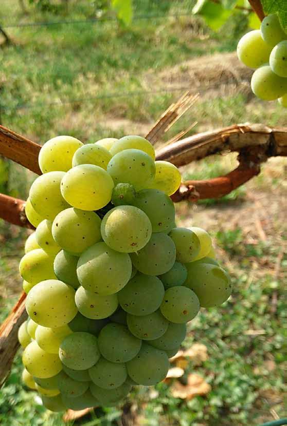 Integrované novinky... informace o veřejné dopravě v Jihomoravském kraji a Brně... 34 2019 Znojemské historické vinobraní - 13. - 1. 9.
