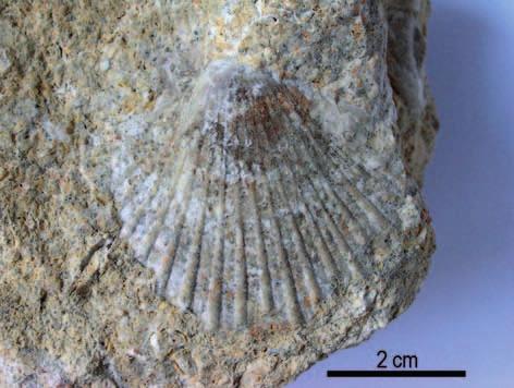 Obr. 3: Aequipecten macrotis (Sowerby in Smith, 1847). Taliánská skála. Autor L. Plchová. Fig. 3: Aequipecten macrotis (Sowerby in Smith, 1847). Taliánská skála. Author L. Plchová. Obr.