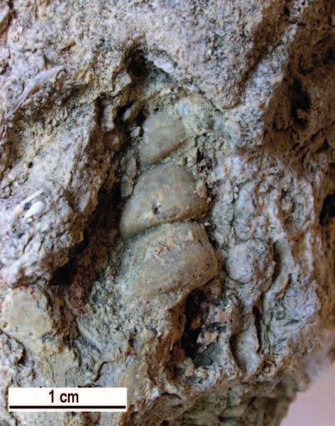 Pro studium mikrofosilií byly z hornin zhotoveny 2 výbrusy (brusírna Ústavu geologických věd PřF MU Brno), které byly studovány a fotografovány v mikroskopu NIKON Alphaphot 2 (zvětšení 100, resp.