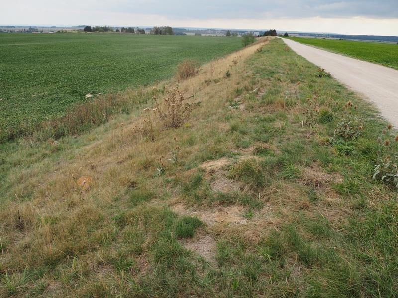 Z orientačního průzkumu a zjištěných druhů je zřejmé, že se jedná o relativně nový biotop na semixerotermním stanovišti,