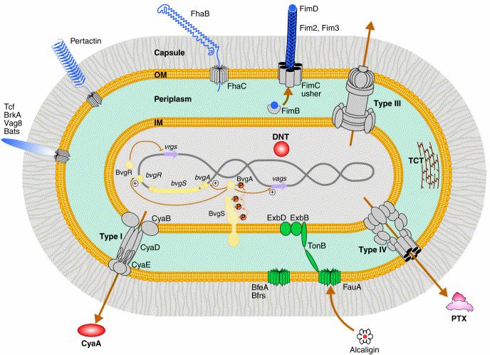 Fig. 1. Virulence factors of B. pertussis. Gram-negative bacteria B. pertussis is depicted with inner and outer membranes (IM and OM), periplasm and a capsule.