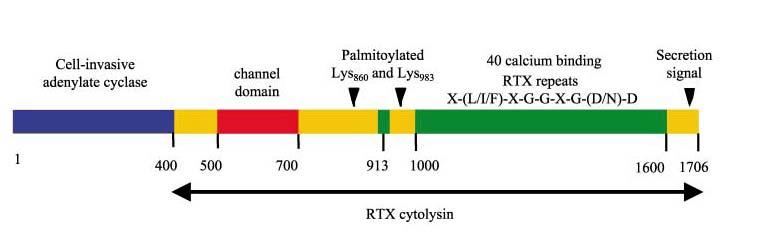 messenger. This activity was demonstrated to be independent of both adenylate cyclase activity and the pore-forming activity (Fiser et al., 2007).