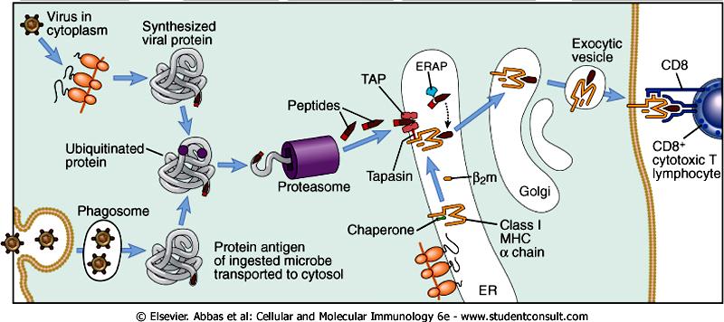 however some routes like macropinocytosis and phagocytosis contribute to cross-presentation more than others.
