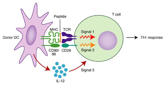 It contains most of the proteins important in T cell activation (TCR, CD4 or CD8 co-receptors, MHC-peptide complexes, CD28, CD2 etc.).