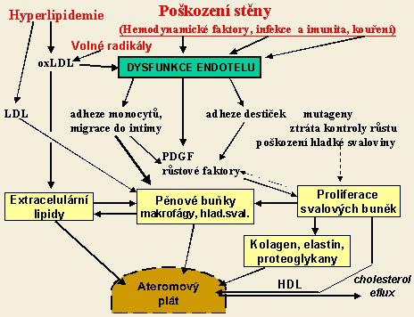 Obr. 3: Patofyziologie zánětlivého procesu