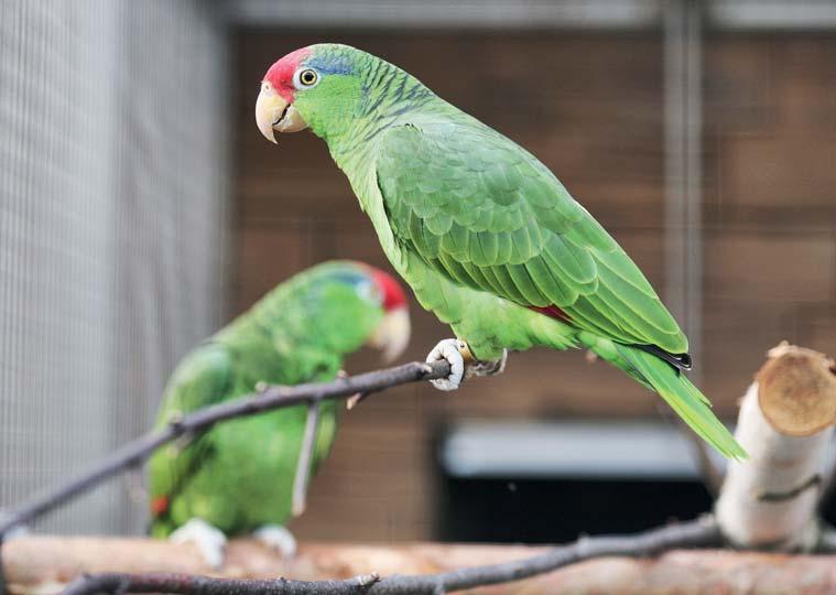 Chovatelská činnost Převahu v Papouščí zoo tvoří jihoameričtí papoušci. Malou výseč pak papoušci Austrálie (Indonésie) a poslední skupinou jsou afričtí papoušci.