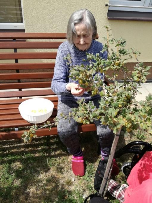 Trhání rybízu Letošní parné léto je velmi