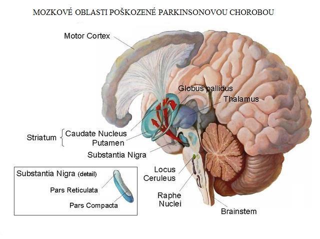 Extrapyramidový systém tvoří bazální ganglia, jejich spoje, kmenová jádra a navazující ascendentní a descendentní dráhy.