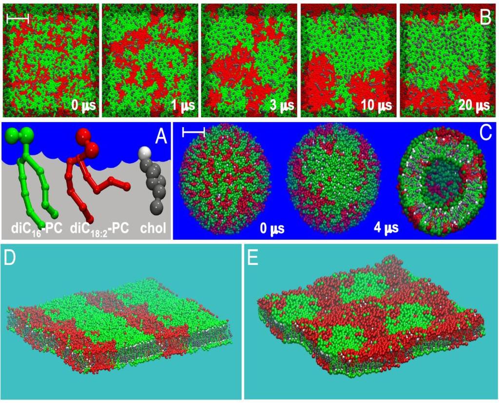 Dynamický charakter biologických membrán (model) Zajištění většiny biologických funkcí se neobejde bez