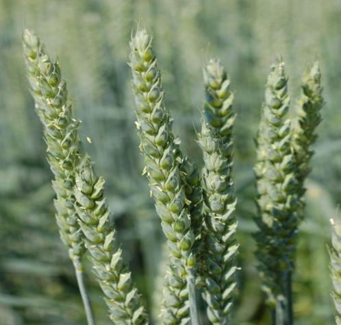 Obr. č. 1 Pšenice (Triticum L. sp) [5] Žito (Secale cereale) Žito se původně vyskytovalo jako plevelný druh nacházející se v porostech pšenice a ječmeni.