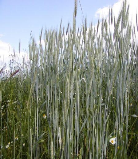 Výživa a hnojení: je skromnou plodinou, lze hnojit chlévským hnojem, močůvkou a kejdou doporučené dávky jsou 20 120 kg/ha N, 15 30 kg/ha P, 60 170 kg/ha K (Pulkrábek, Švachula a kol, 2001)