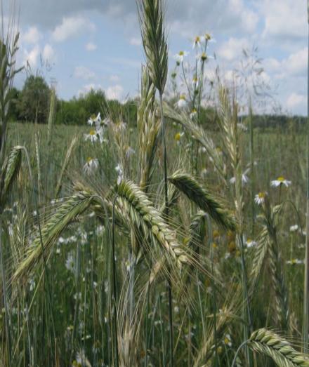 Obr č. 3 Žitovec (Triticale) [5] Kukuřice (Zea mays L.) Kukuřice patří mezi teplomilné rostliny typu C4.