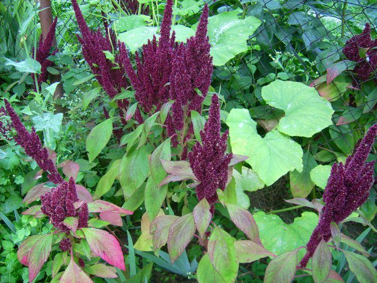 Obr. č. 5 Laskavec (Amaranthus L.) [5] 5.1.2 Olejniny Olejniny jsou rostliny, které hromadí tuky ve svých plodech, semenech nebo jiných částech rostlin.