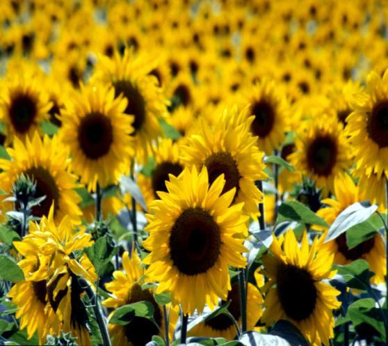 Obr. č. 7 Slunečnice roční (Helianthus annuus) [5] Světlice barvířská Saflor (Carthamus tinctorius L.) Světlice barvířská je rostlina dosahující výšky 0,5 až 1,1 m.
