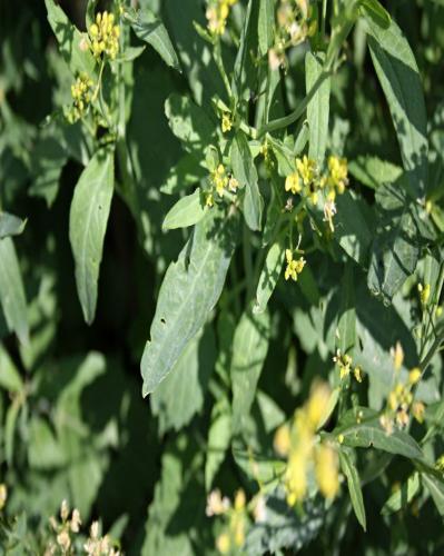 Obr. č. 9 Hořčice sareptská- syn. Brukev sitinovitá (Brassica juncea L.) [5] Lnička setá (Camelina sativa L.