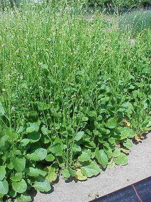 Obr. č. 11 Krambe habešská (Crambe abyssinica L.) [5] Len setý olejný (Linum utitatissimum L.) Len setý spadá mezi přadné olejnaté rostliny.