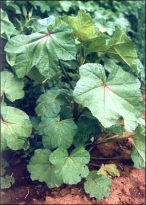 Obr. č 13 Sléz krmný- slez přeslenitý (Malva verticcillata L.) [5] Pupalka dvouletá (Oenothera biennis L.) Pupalka je dvouletá vysoká rostlina dosahující dvoumetrové výšky.