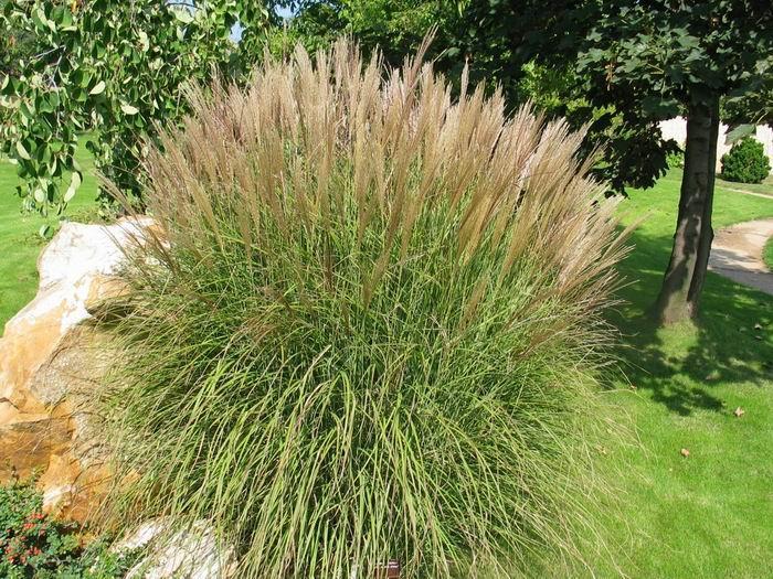 Ozdobnice čínská (Miscanthus sinensis Anderss.) Ozdobnice patří mezi mohutné byliny připomínající rákos. Řadí se mezi C4 rostliny a na jednom stanovišti vydrží po dobu 20 let.