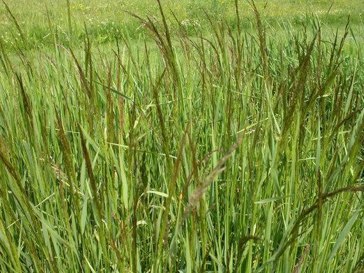 problémy nastávají v období sucha, neboť má mělký kořenový systém (biom, 2011) Osevní postup: vysévá se do krycí plodiny nejlepší předplodinou jsou organicky vyhnojené okopaniny po jiných travách se